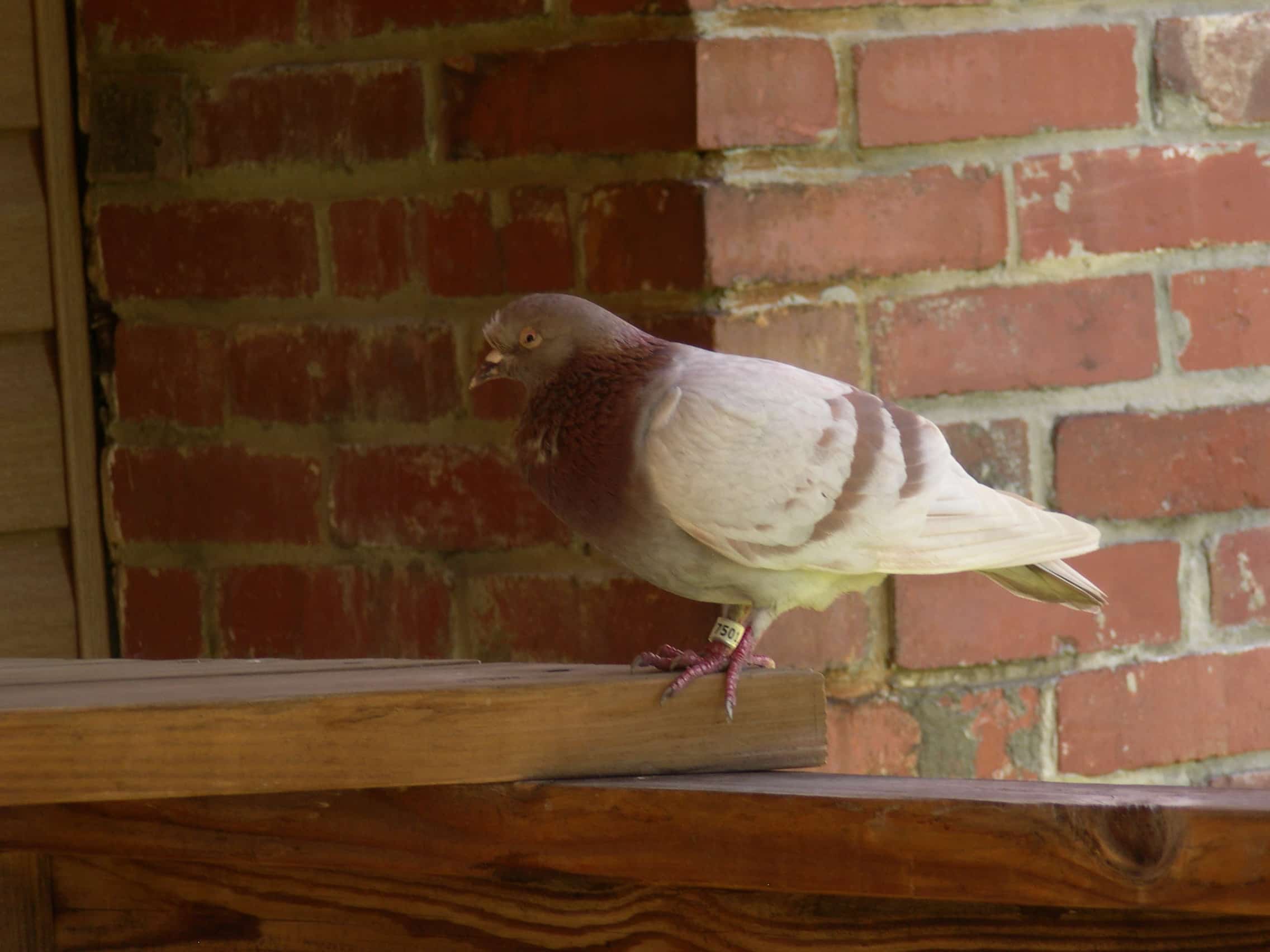 Pigeon with ID band