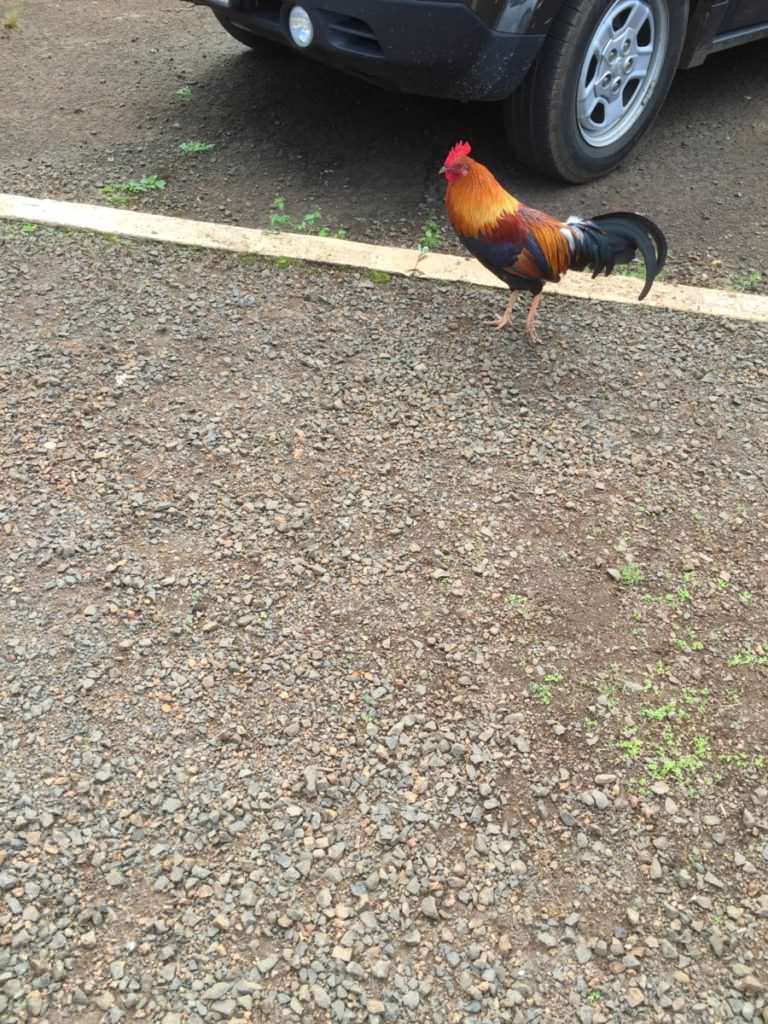 Chickens on Kauai
