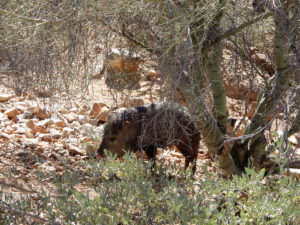 Javelina