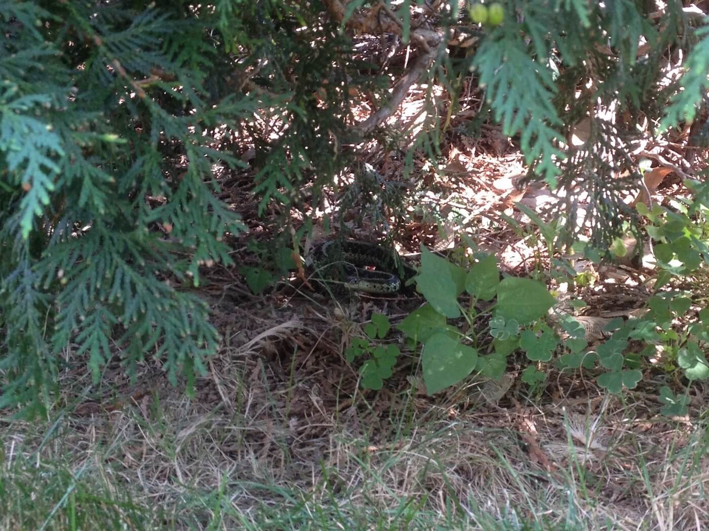 Snake in the yard where it belongs