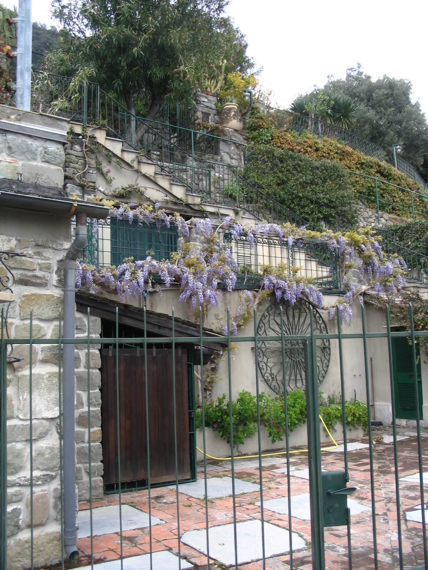 Scent memories of Wisteria, Corniglia, Cinque Terre National Park
