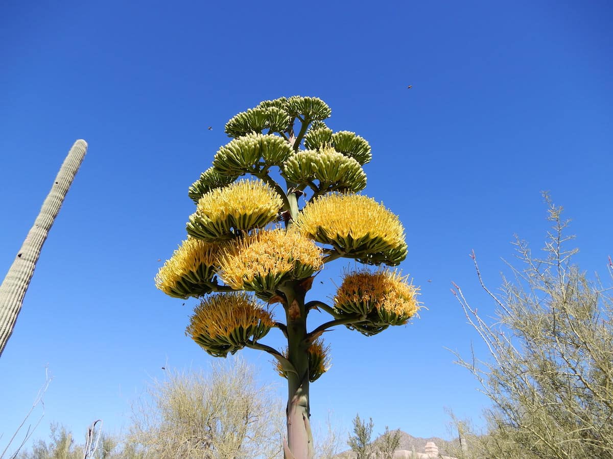 Yellow plant full of bees, Arizona