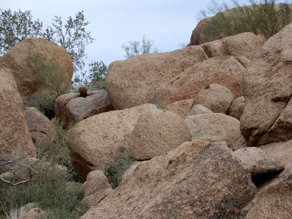 A determined cactus, Arizona