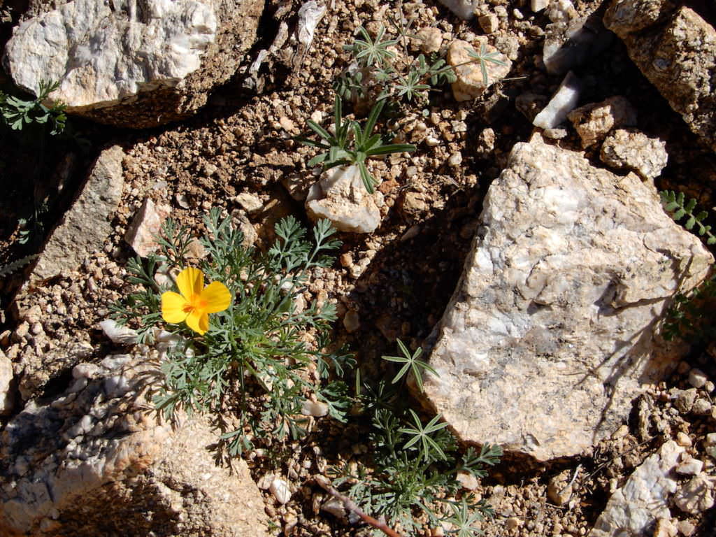 Always look for flowers...