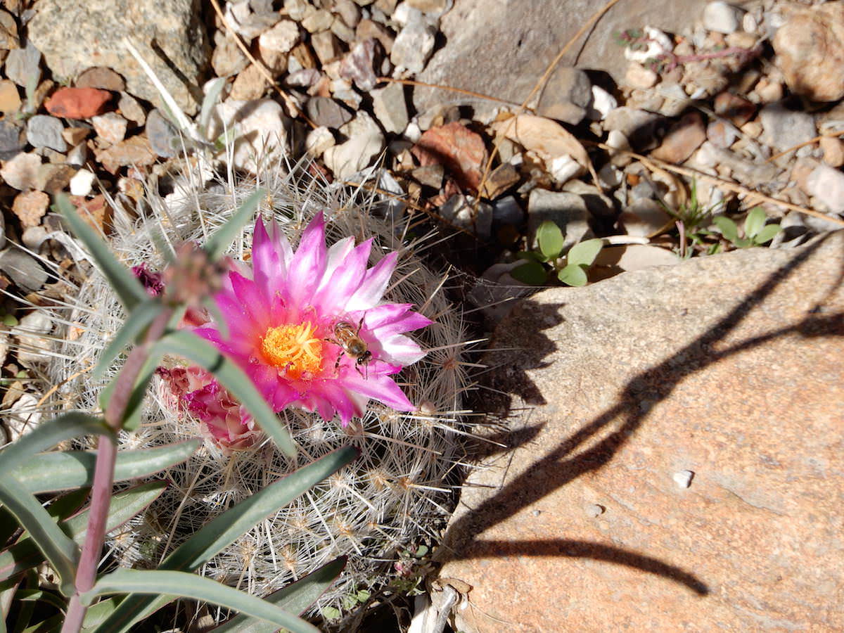 Pink Cactus in bloom, bee, Sonora Desert