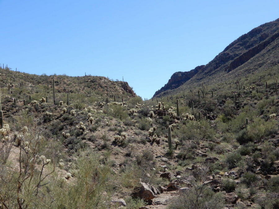 Cactus view - acres in Arizona
