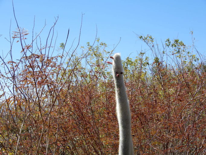 God humor, cactus in Arizona