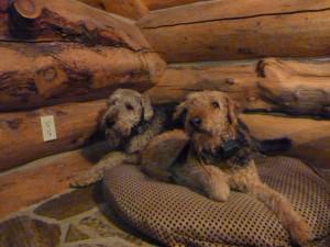 Gus (L) & Lizzie (R)