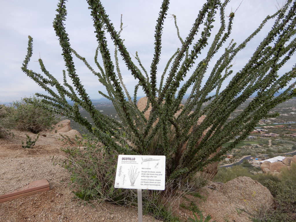 Ocotillo, Arizona