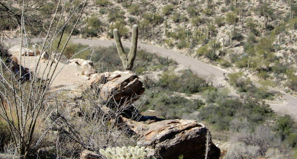 Peace Sign cactus, Arizona