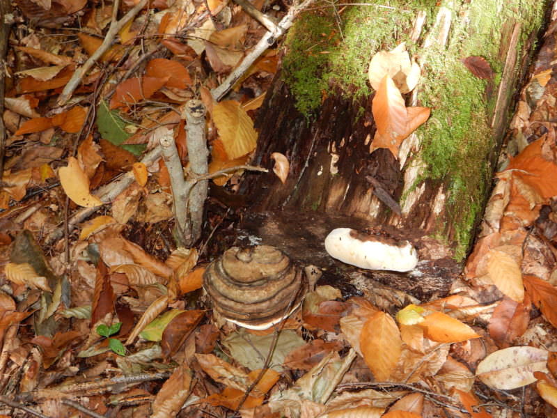punk hardened to brown