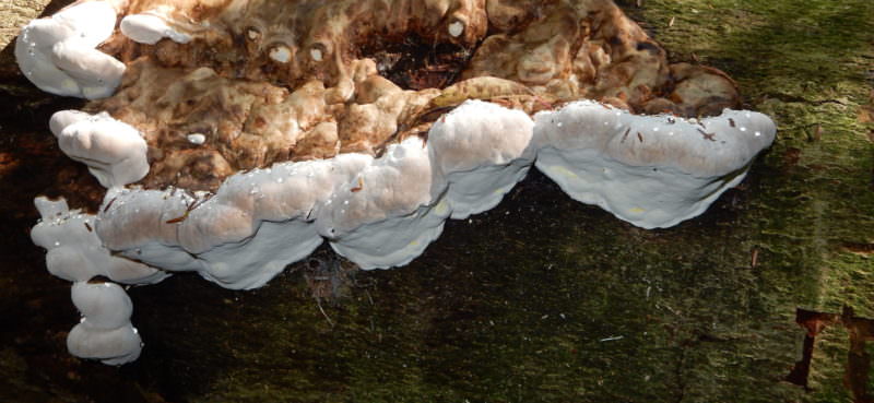 punk with water droplets