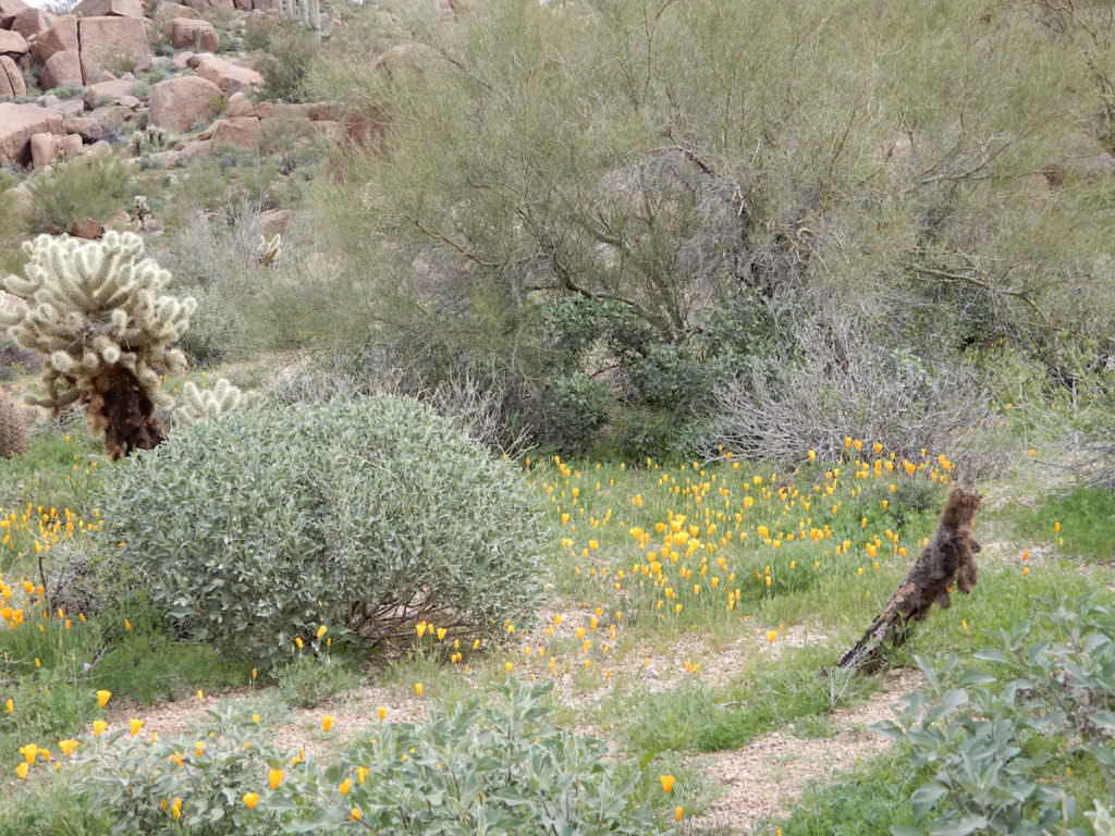 Scatterings of flowers, Arizona